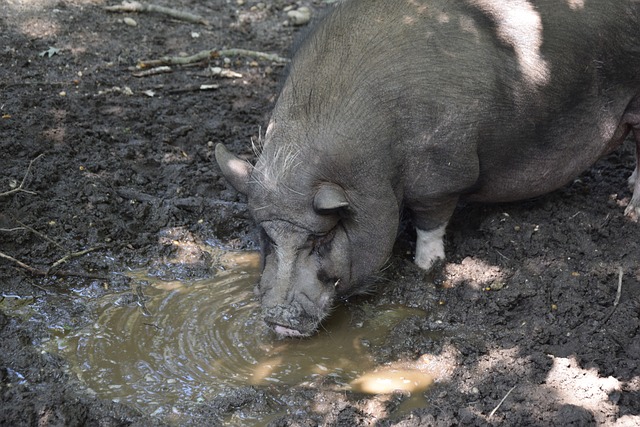 马来西亚公 马来西亚公