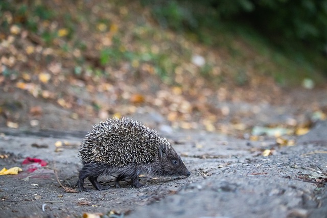 新条例还突 新条例还突